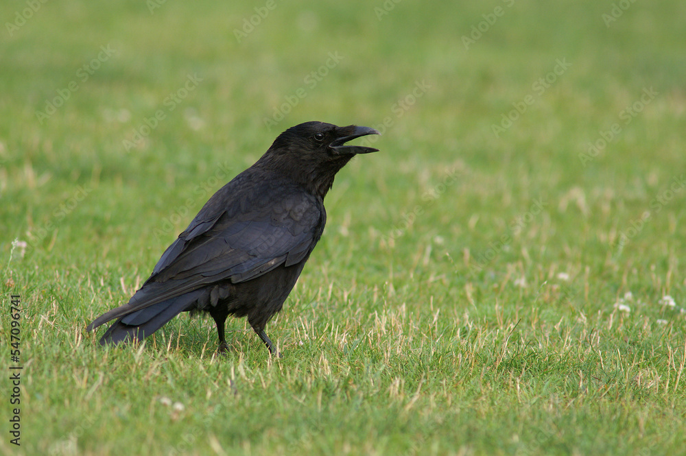 A Carrion Crow calling out loud in a meadow
A Carrion Crow calling out loud in a meadow