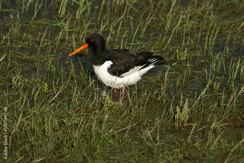 A portrait of an Eurasian Oystercatcher in a flooded meadow 