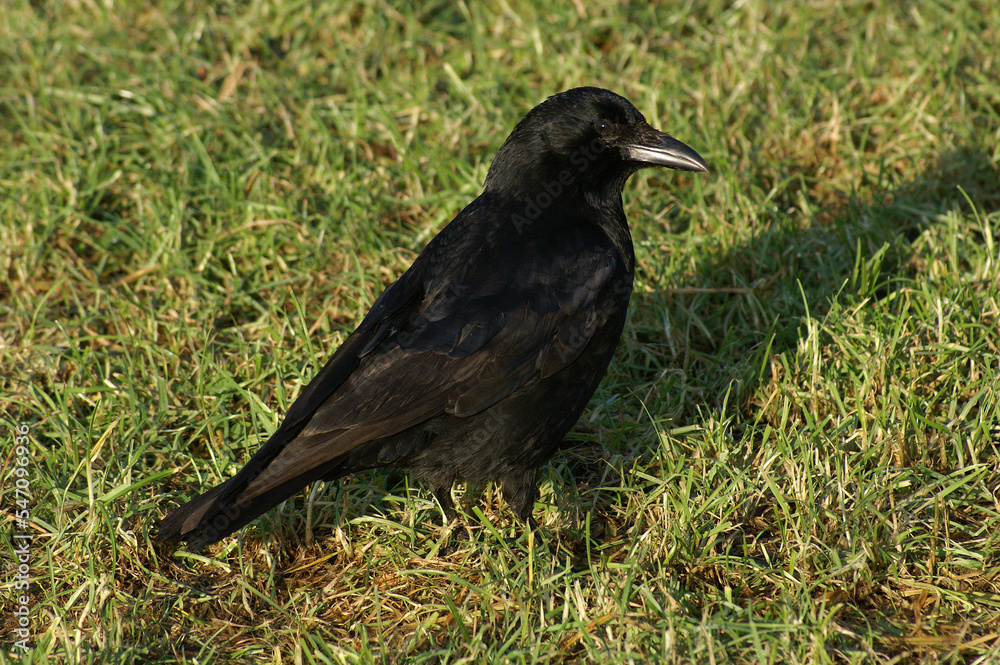 A Carrion Crow standing in a meadow
A Carrion Crow standing in a meadow