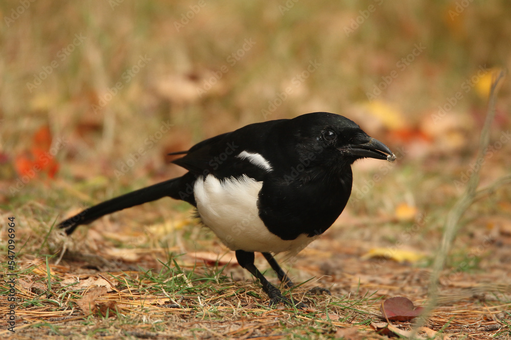 Portrait of an Eurasian Magpie on the forest floor
Portrait of an Eurasian Magpie on the forest floor