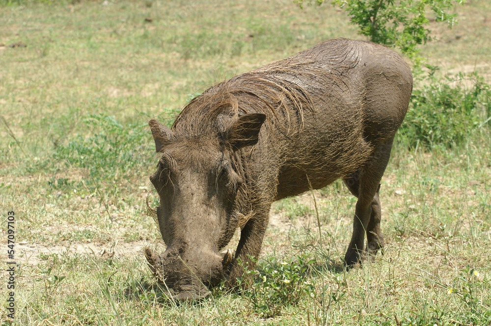 A portrait of a Warthog foraging in Queen Elizabeth National Park, Uganda, Africa
A portrait of a Warthog foraging in Queen Elizabeth National Park, Uganda, Africa