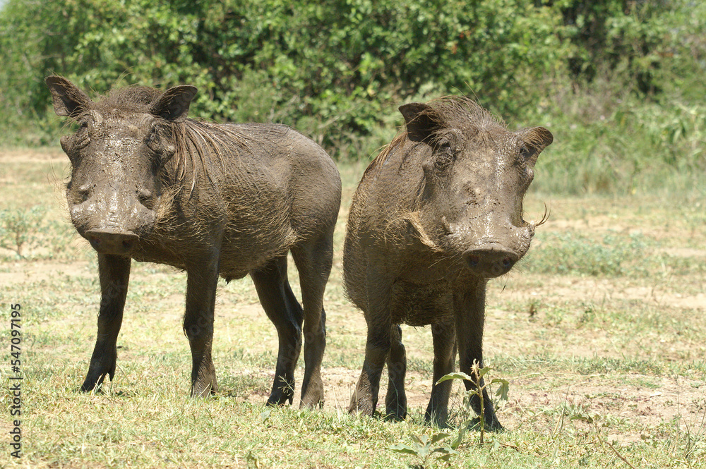 A portrait of a two Warthogs after taking a mud bath in Queen Elizabeth National Park, Uganda, Africa
A portrait of a two Warthogs after taking a mud bath in Queen Elizabeth National Park, Uganda, Africa