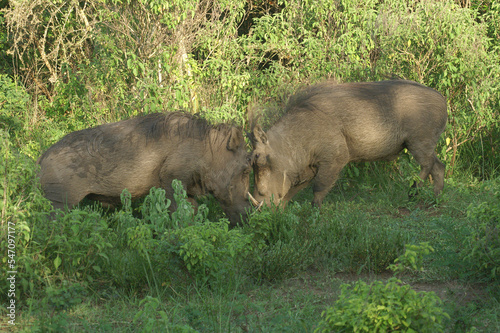 Two Warthogs fighting each other in Queen Elizabeth National Park, Uganda, Africa
