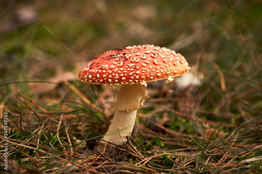 Close up Fly Agaric mushroom growing in woods
Close up Fly Agaric mushroom growing in woods