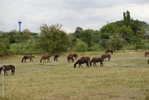 horses on the meadow