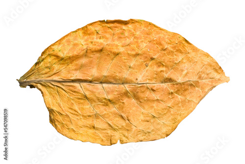 Fotografie Tobacco dry leaf