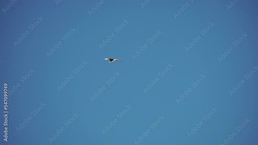 Seagulls are flying at sunset time above sea. Silhouette flying seagulls. Beautiful sunset with seagulls. Bird flying on blue sky in sunset, slow motion Seagulls are flying at sunset time above sea. Silhouette flying seagulls. Beautiful sunset with seagulls. Bird flying on blue sky in sunset, slow motion