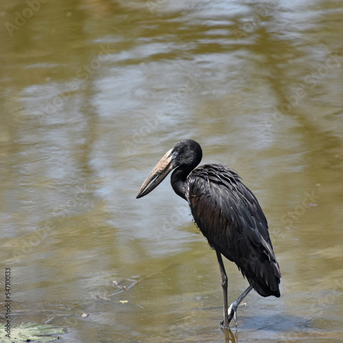 The African Openbill (Anastomus lamelligerus) is a dark stork with an ivory-horn bill that has a diagnostic gap photo