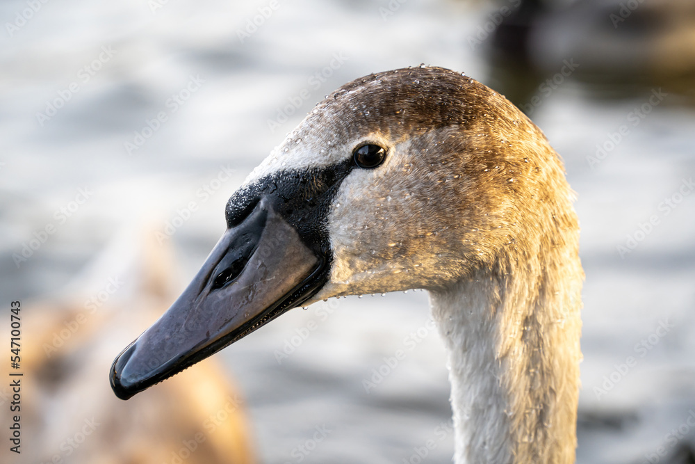 Young swan portrait close-up, head and neck of a brown cygnet with drops of water. Young swan portrait close-up, head and neck of a brown cygnet with drops of water.
