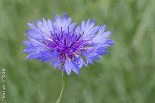 close up of blue cornwlower against green grass on meadow