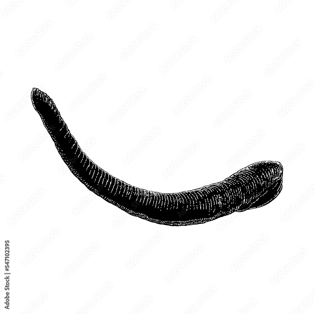 Leech hand drawing vector illustration isolated on background. Stock