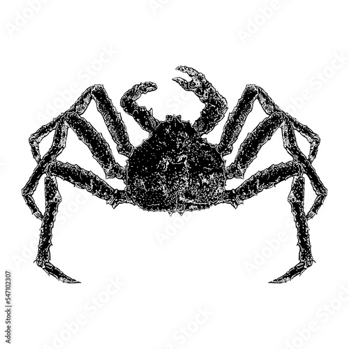 King Crab hand drawing vector illustration isolated on background.