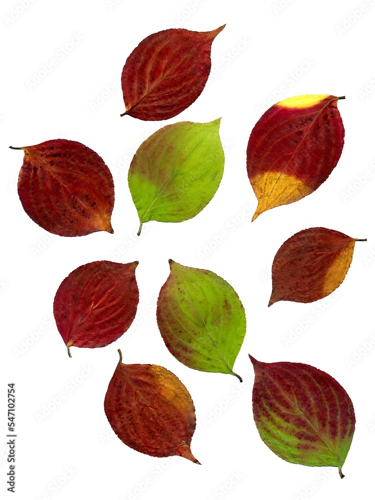 Obraz premium various multicolor fall leaves isolated close up