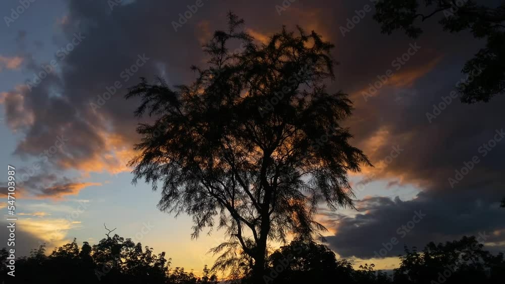 Tilt Up Tree Silhouette With Dramatic Sunset Clouds Tilt Up Tree Silhouette With Dramatic Sunset Clouds