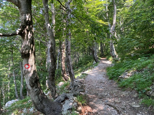 View of distant hills and mountain forests of Gorski Kotar from Risnjak National Park - Croatia (Pogled na udaljene brijegove i planinske šume Gorskog kotara iz nacionalnog parka Risnjak - Gorski kota photo