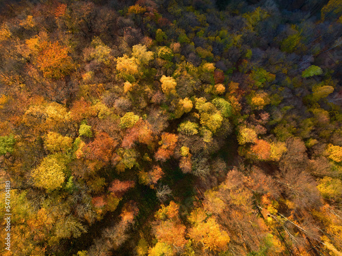Aerial view of red-orange coloured forests of autumn mountain landscape. Autumn colours, orange, brown and yellow.
