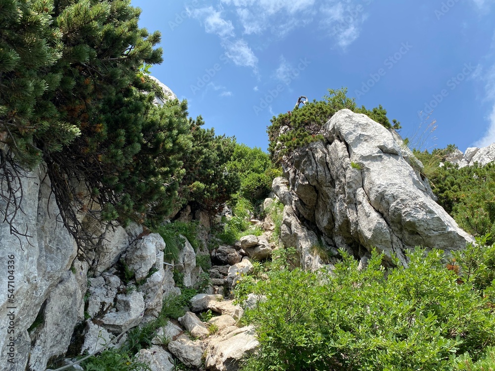 View of distant hills and mountain forests of Gorski Kotar from Risnjak National Park - Croatia (Pogled na udaljene brijegove i planinske šume Gorskog kotara iz nacionalnog parka Risnjak - Gorski kota