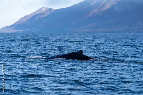 Icelandic Whale Swimming Through a Fjord