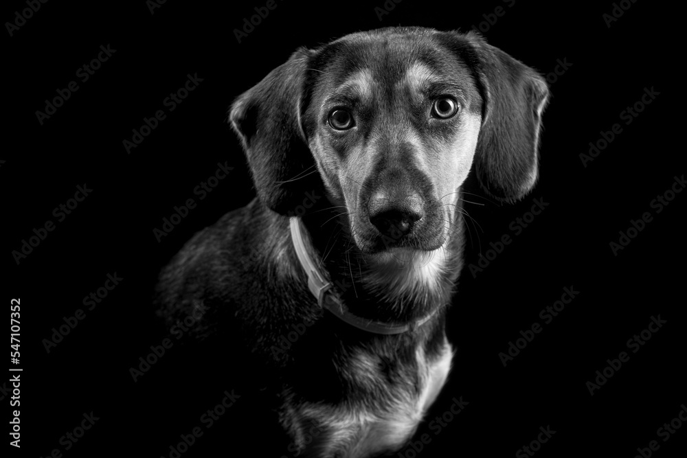 Ritratto di cane in bianco e nero Ritratto di cane in bianco e nero