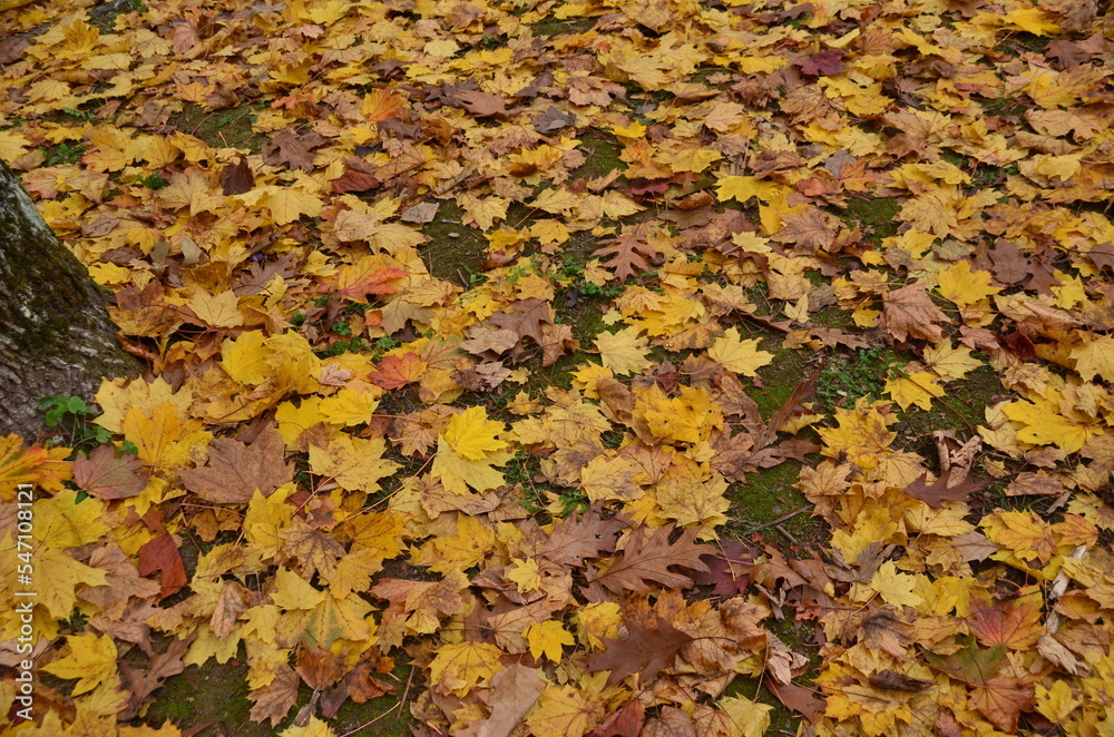 autumn leaves background autumn leaves background