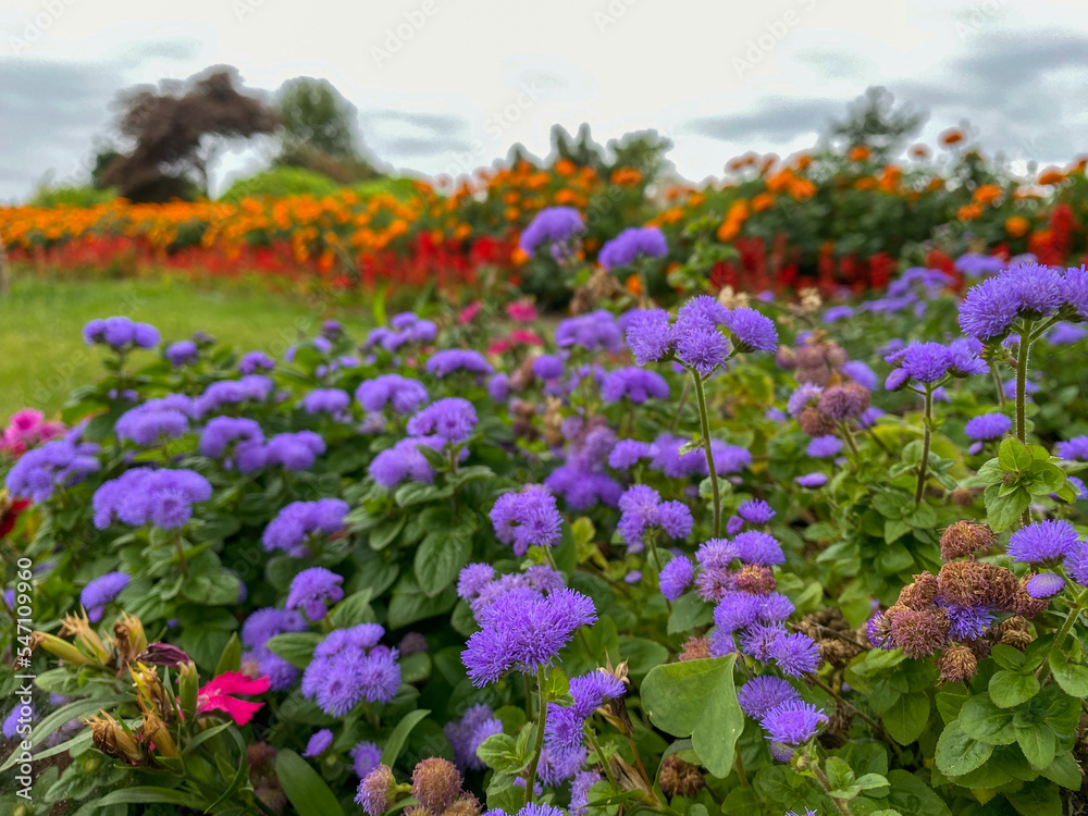 Lilac and orange flowers in the garden of Trabzon Turkey. High quality photo