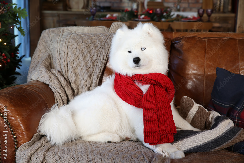 Cute dog, pet: breed Samoyed (Nenets Herding Laika). Samoyed with blue different eyes. Domestic animal at home, in house. White furry dog with red scarf. Beautiful Samoyed laika, cute fluffy pet, dog Cute dog, pet: breed Samoyed (Nenets Herding Laika). Samoyed with blue different eyes. Domestic animal at home, in house. White furry dog with red scarf. Beautiful Samoyed laika, cute fluffy pet, dog
