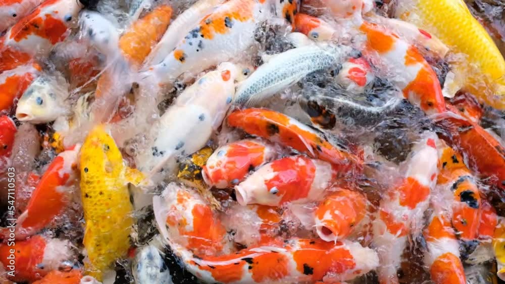 carp fish pond background, colorful background, Fancy carp
