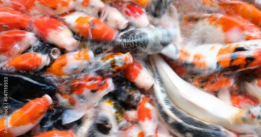 carp fish pond background, colorful background, Fancy carp
carp fish pond background, colorful background, Fancy carp