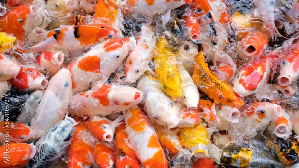 carp fish pond background, colorful background, Fancy carp
carp fish pond background, colorful background, Fancy carp