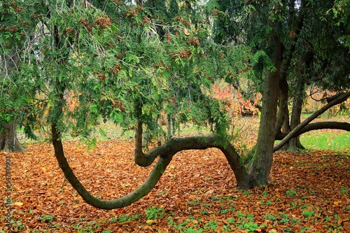 Autumn trees in the park.
