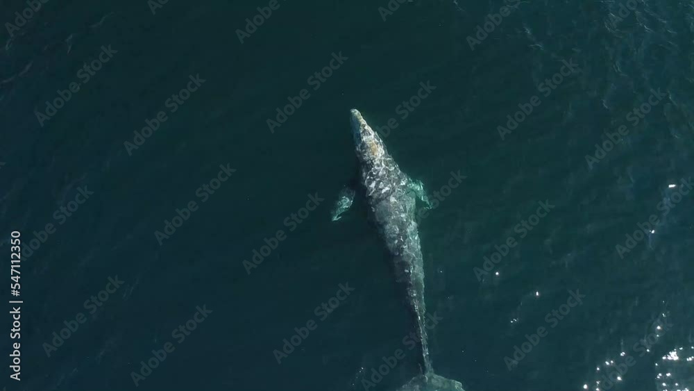 Aerial view of a grey whale with scars on its back Aerial view of a grey whale with scars on its back