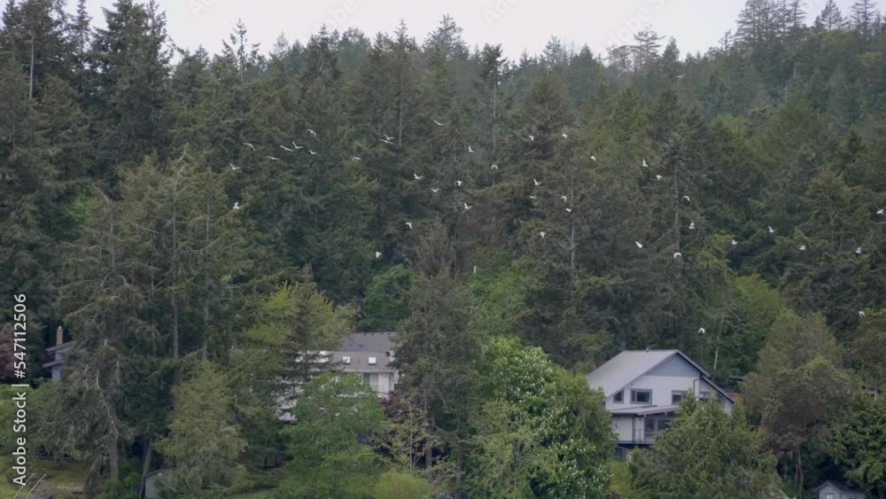 Flock of Birds near Lakeside Real Estate in the Forest, Tracking Shot. Flock of Birds near Lakeside Real Estate in the Forest, Tracking Shot.