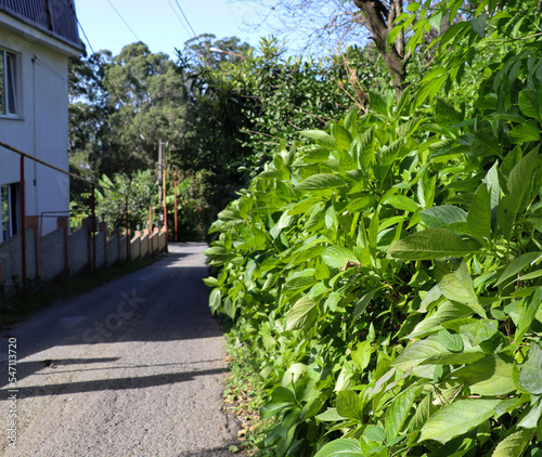 planted street in Batumi Georgia. High quality photo