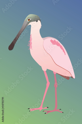  A vector illustration of a Roseate spoonbill. The bird is standing and you see the bird from his side. He is looking to the left. Cut out on a blue green gradient background. 