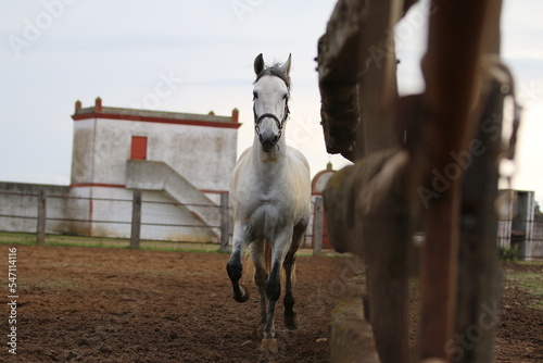 the spanish horse gallops free