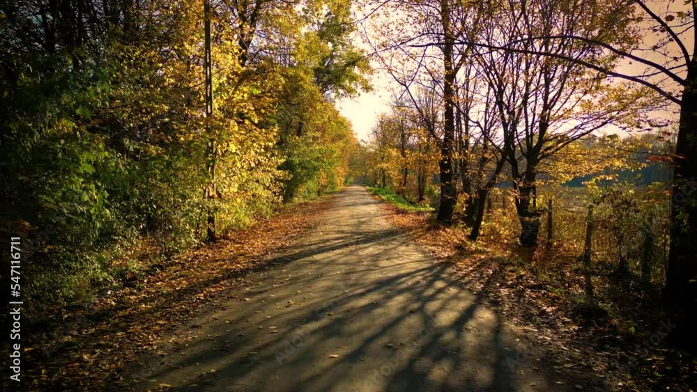 Driving on empty asphalt road with yellow markings passing through a mixed forest with pines and trees with yellow foliage on a sunny autumn day. In pov from the car Driving on empty asphalt road with yellow markings passing through a mixed forest with pines and trees with yellow foliage on a sunny autumn day. In pov from the car