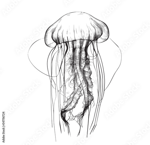 Jellyfish hand drawn engraving style sketch Underwater animals Vector illustration.