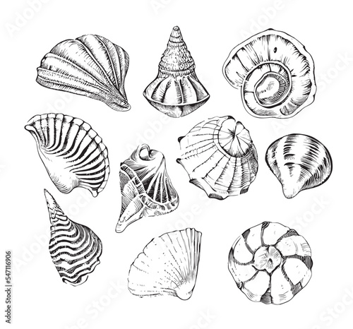 Seashells set sketch hand drawn engraving style Underwater world Vector illustration.