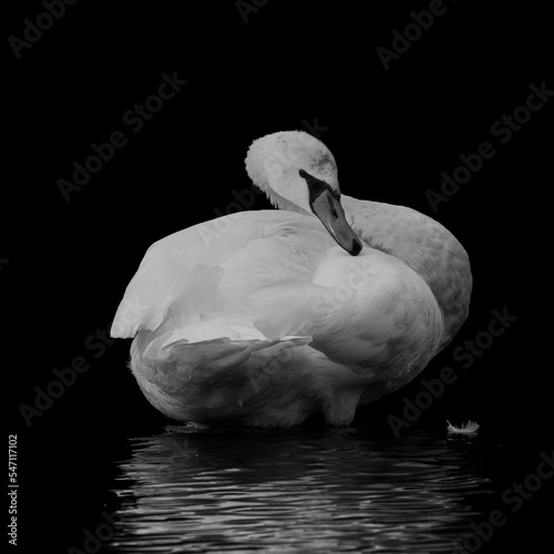 Grayscale shot of a Mute swan in the Greece Lake Agras photo