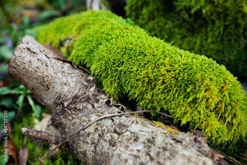 texture of bright green moss and old wooden log. Close up macro photo. Forest moss photo