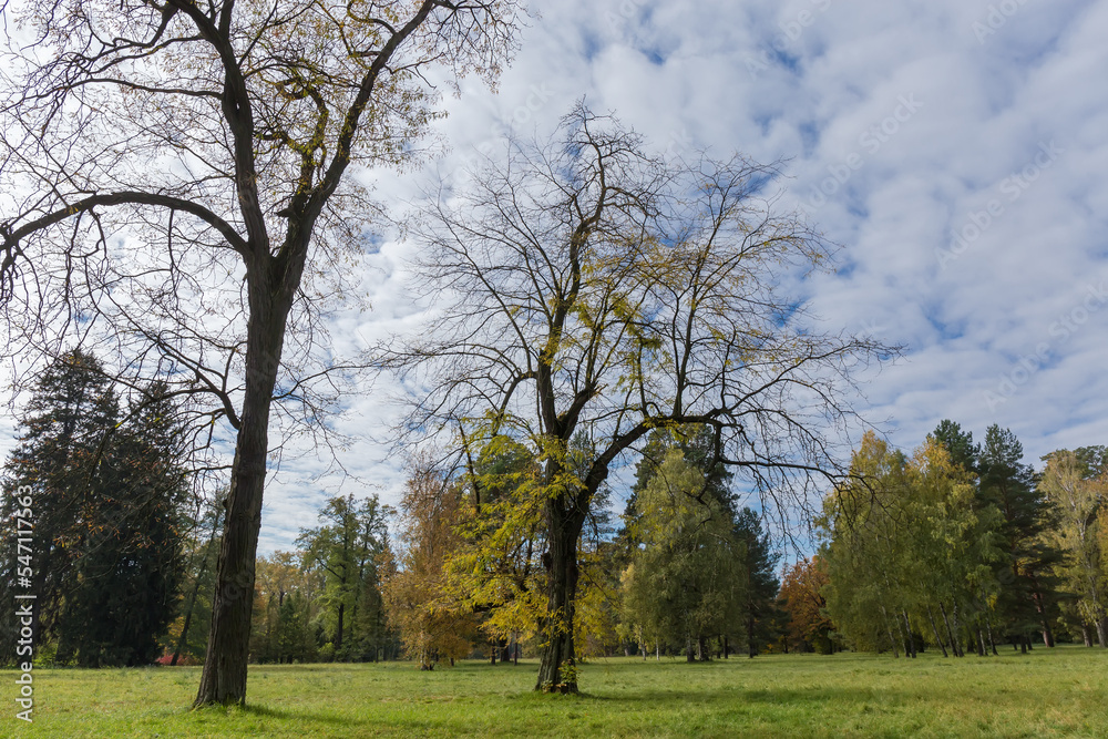 Old deciduous trees growing among big glade in autumn park Old deciduous trees growing among big glade in autumn park