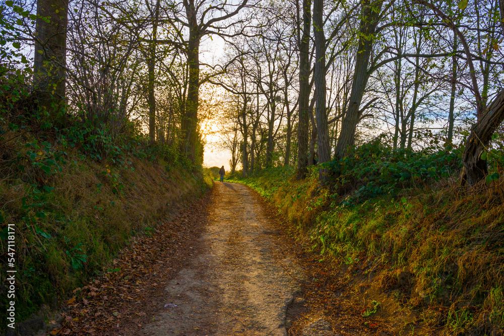 Colorful foliage and leaves of trees in a forest in bright sunlight in autumn, Voeren, Limburg, Belgium, November, 2022