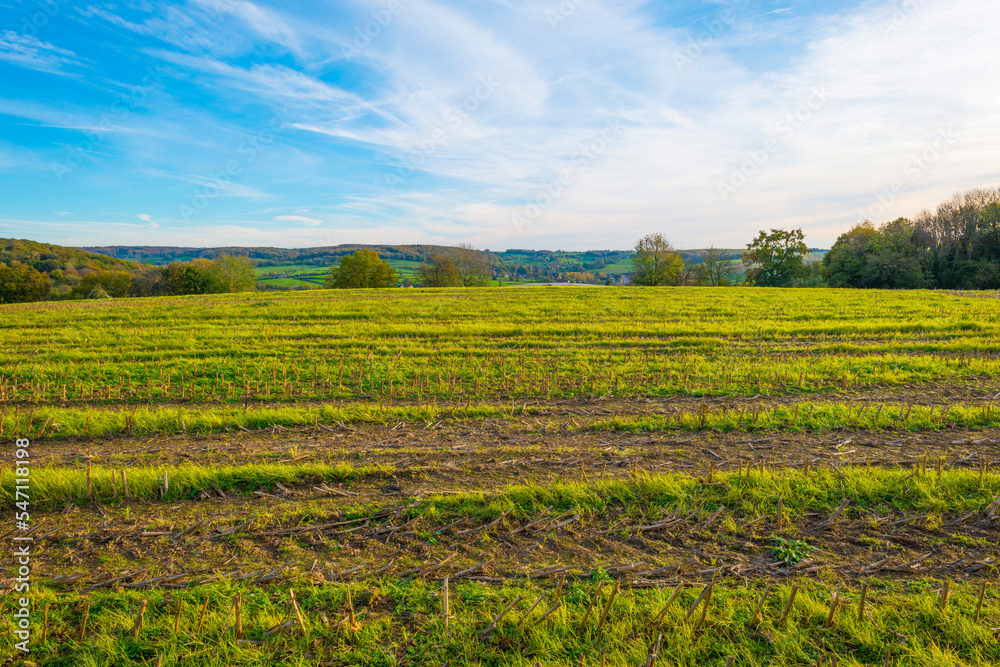 Fields and vegetables in a green hilly grassy landscape under a blue sky in sunlight in autumn, Voeren, Limburg, Belgium, November, 2022
