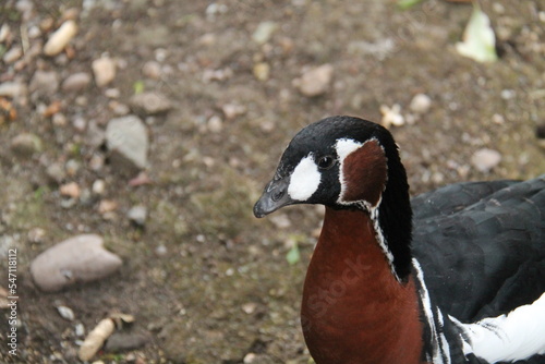 The Head of a Red Breasted Goose Bird. © daseaford