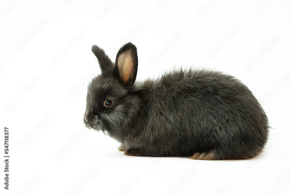 Cute little black rabbit on a white background, isolate. Cute little black rabbit on a white background, isolate.