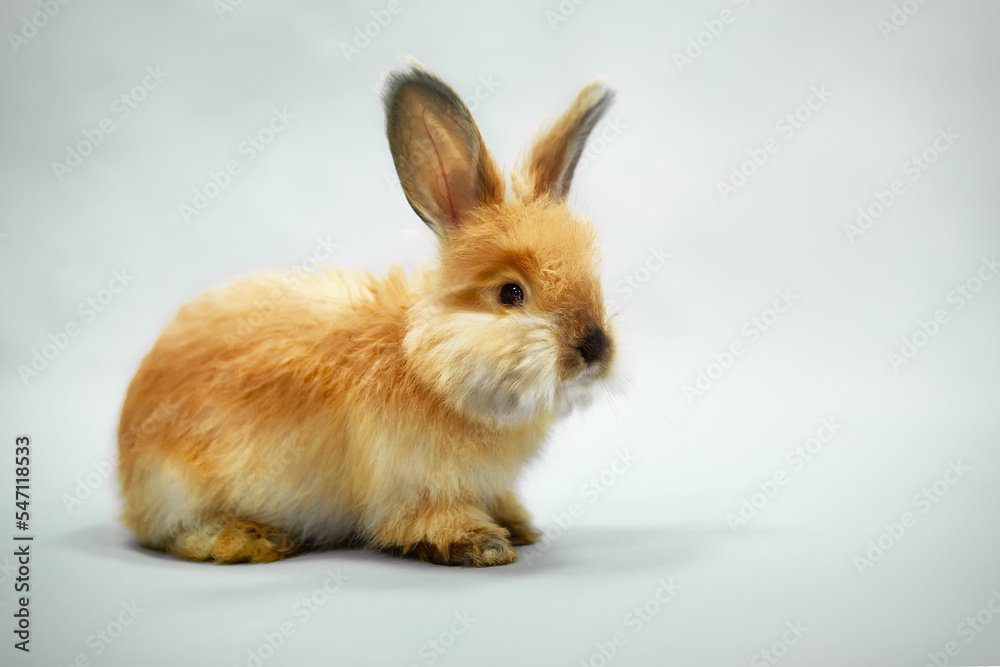 Cute little red rabbit on a lilac background, looking curious.