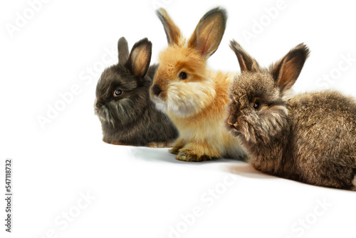 Three little rabbits on a white background  studio shot.
