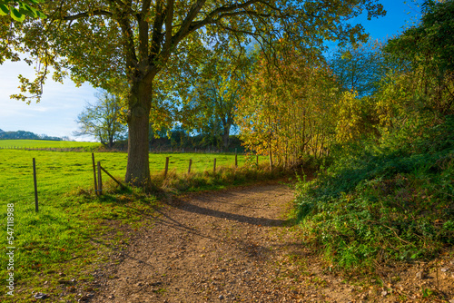 Fields and vegetables in a green hilly grassy landscape under a blue sky in sunlight in autumn  Voeren  Limburg  Belgium  November  2022