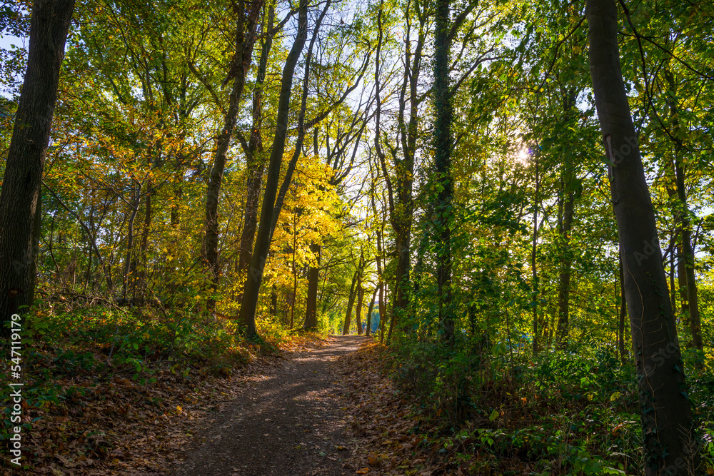 Colorful foliage and leaves of trees in a forest in bright sunlight in autumn, Voeren, Limburg, Belgium, November, 2022 Colorful foliage and leaves of trees in a forest in bright sunlight in autumn, Voeren, Limburg, Belgium, November, 2022