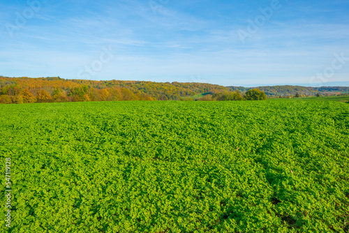 Fields and vegetables in a green hilly grassy landscape under a blue sky in sunlight in autumn, Voeren, Limburg, Belgium, November, 2022